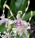 Ορχιδέα Dendrobium Helix x Doctor Uthai - Image 2