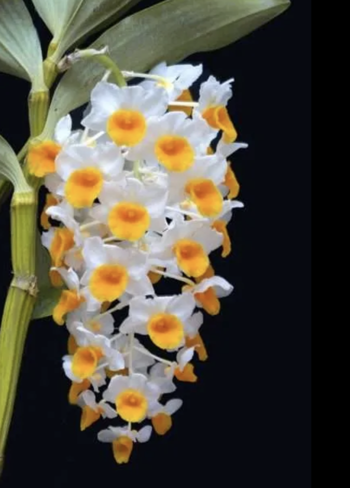 dendrobium thyrsiflorum • Ελληνικές Ορχιδέες • Μοναδικές ορχιδέες με στυλ και αρώματα!