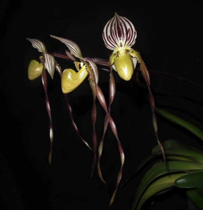 paph. philippinense • Ελληνικές Ορχιδέες • Μοναδικές ορχιδέες με στυλ και αρώματα!