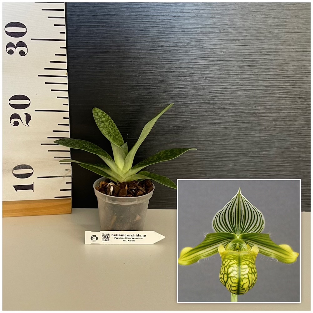paph Ορχιδέα Paph. Venustum var. album - Image 1