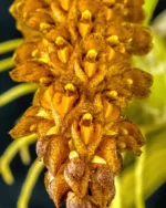 Ορχιδέα bulbophyllum crassipes yellow