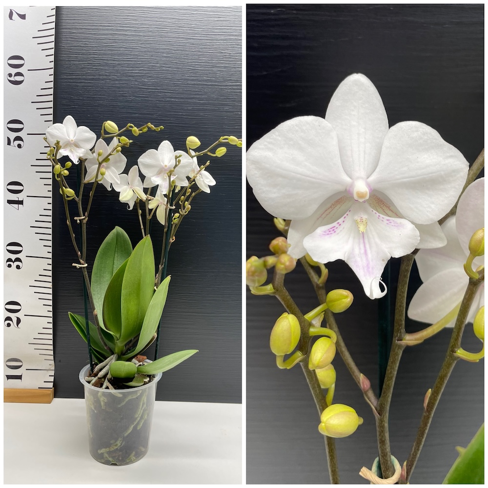 IMG_5227 Ορχιδέα Phalaenopsis White Symphony - Image 1