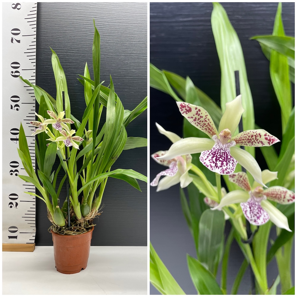 IMG_5293 Ορχιδέα Zygopetalum White AROMA - Image 1