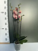 Ορχιδέα Phalaenopsis - Wild Peach - Image 2