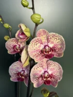 Ορχιδέα Phalaenopsis - Wild Peach