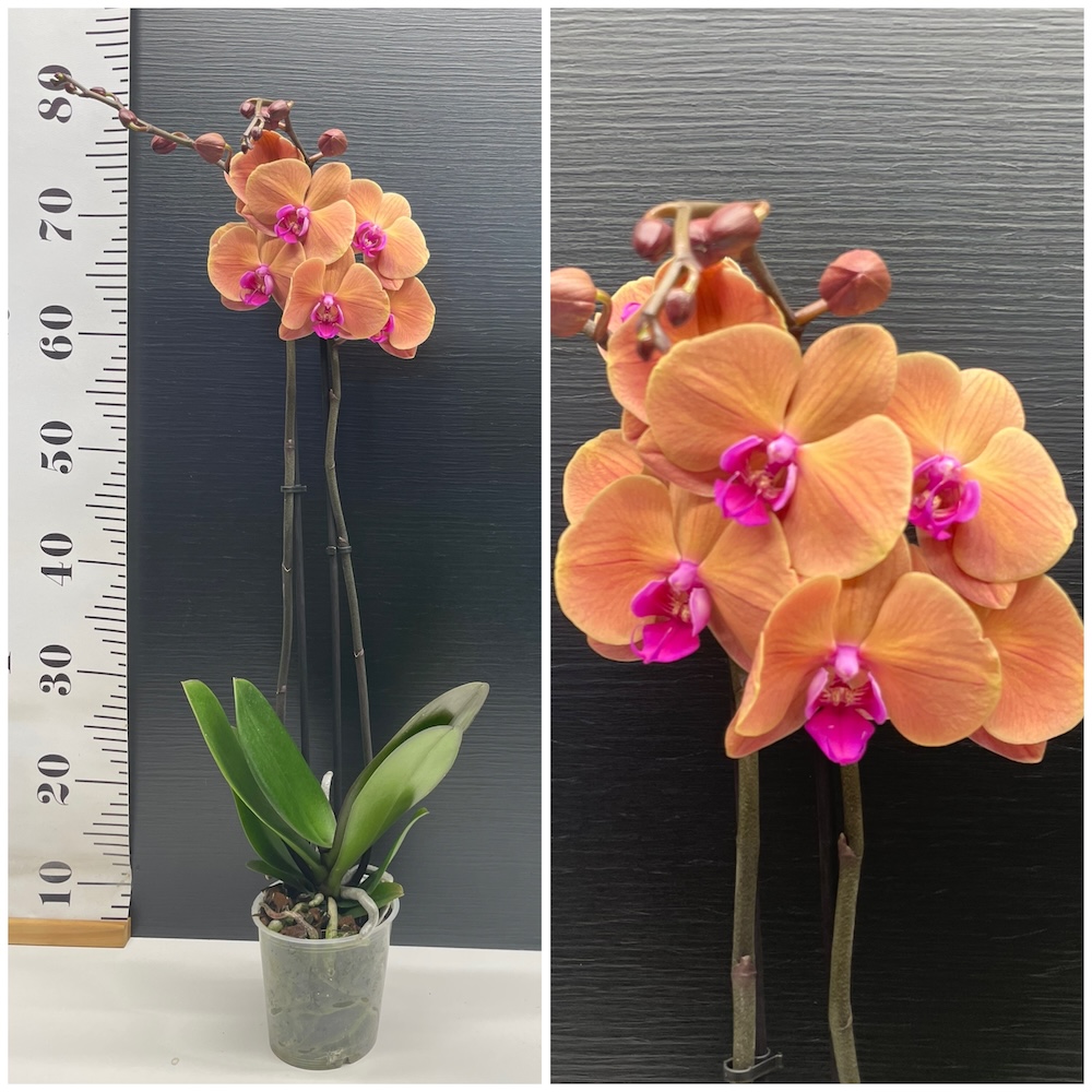 IMG_5399 Ορχιδέα Phalaenopsis Doll - Image 1