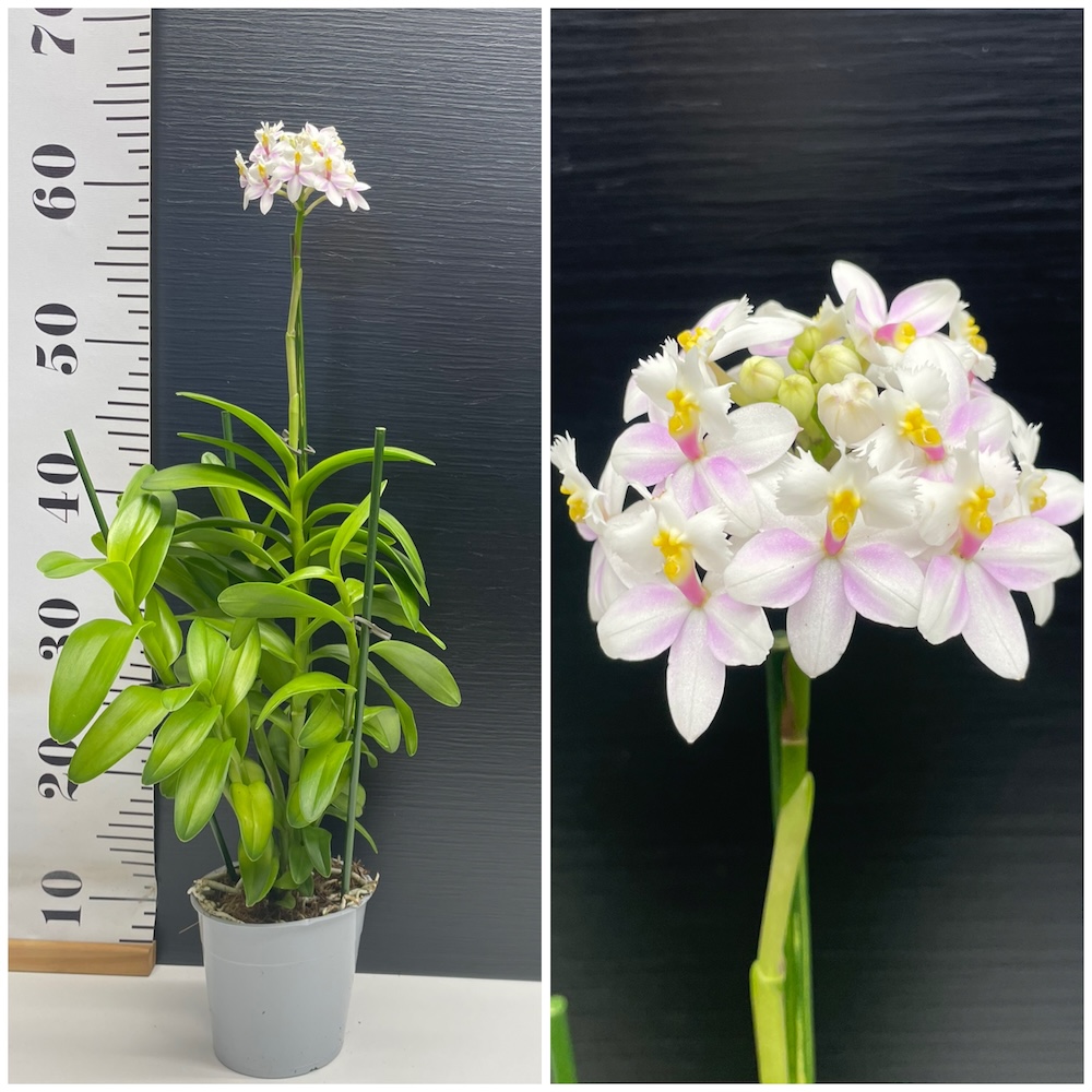 IMG_5447 Ορχιδέα Epidendrum white - Image 1