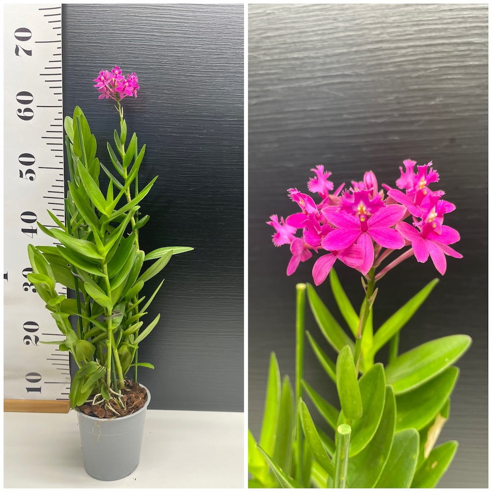 IMG_5450 Ορχιδέα Epidendrum purple - Image 1