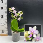 Ορχιδέα Phalaenopsis Blossom Bliss