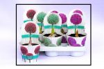 Allium