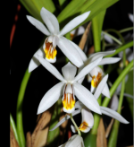 Coelogyne huettneriana - Image 2