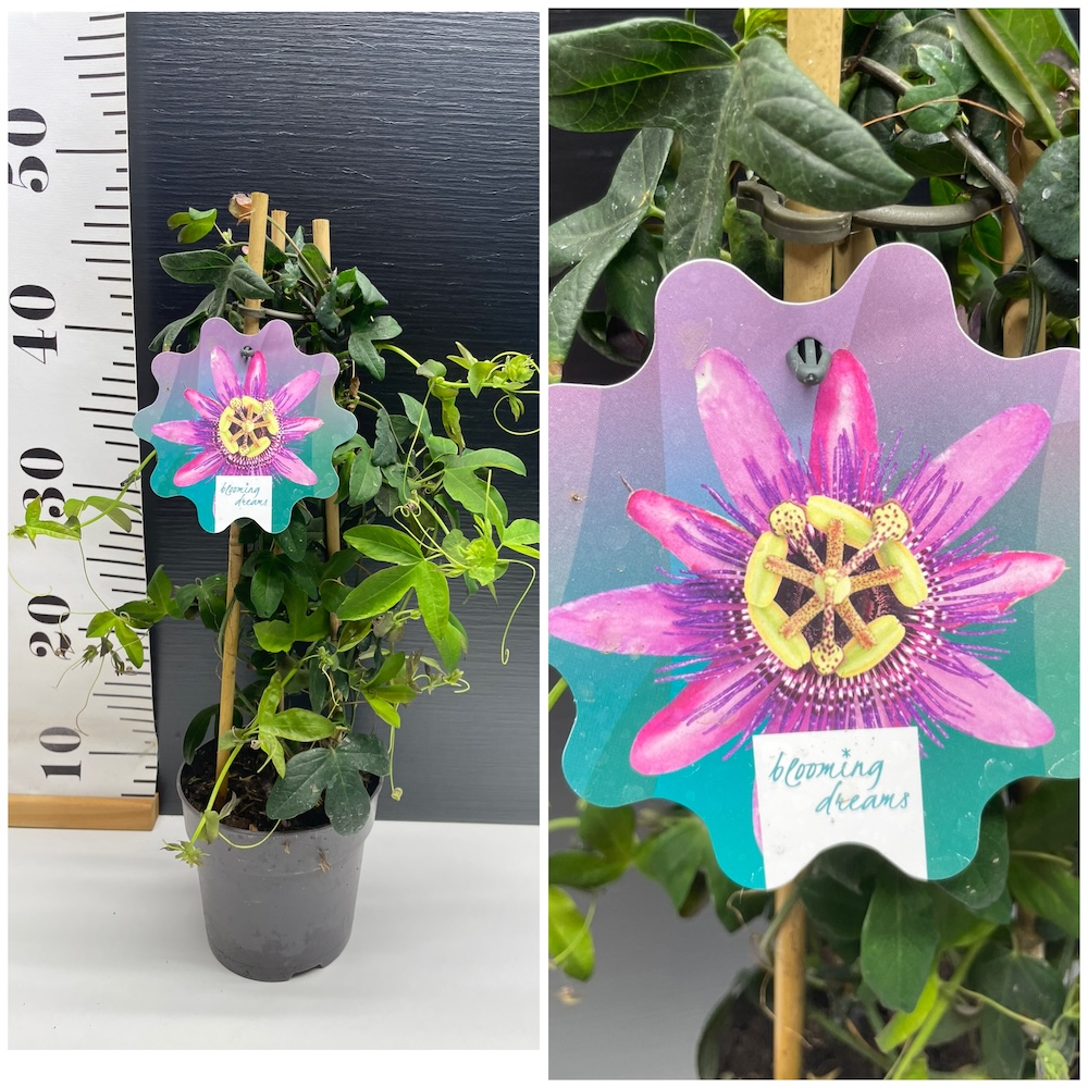 IMG_5862 Passiflora Pink - Image 1