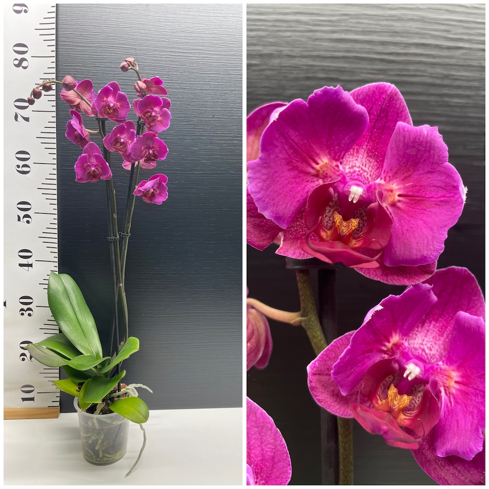 IMG_5885 Ορχιδέα Phalaenopsis purple peloric - Image 1