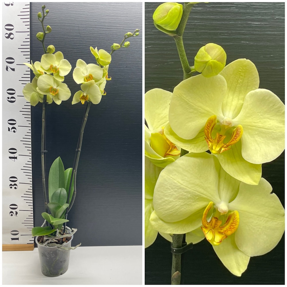 IMG_5886 Ορχιδέα Phalaenopsis GreenYellow - Image 1