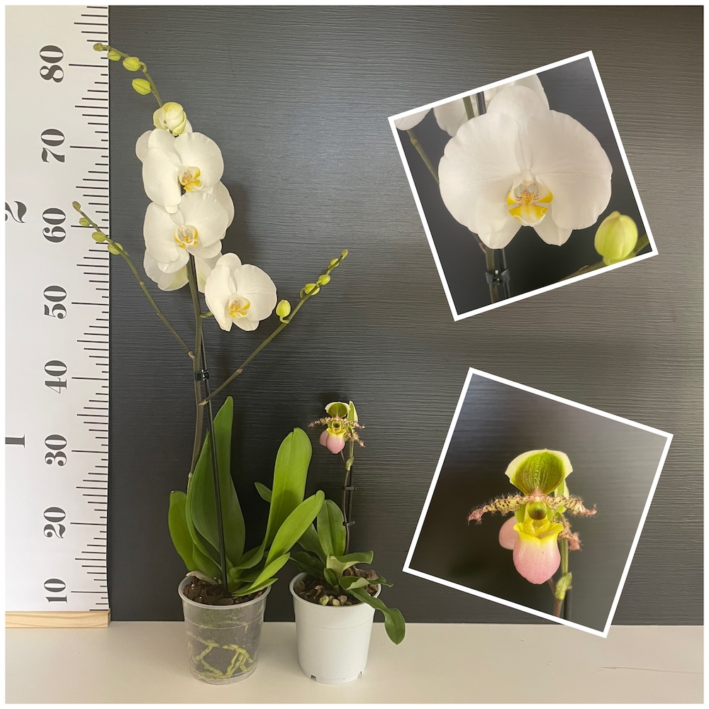 IMG_6098 Σετ Προσφοράς Phalaenopsis+Pinocchio - Image 1