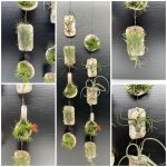 Airplants Tillandsia In Teracota - Αερόφυτο 1τεμ mix