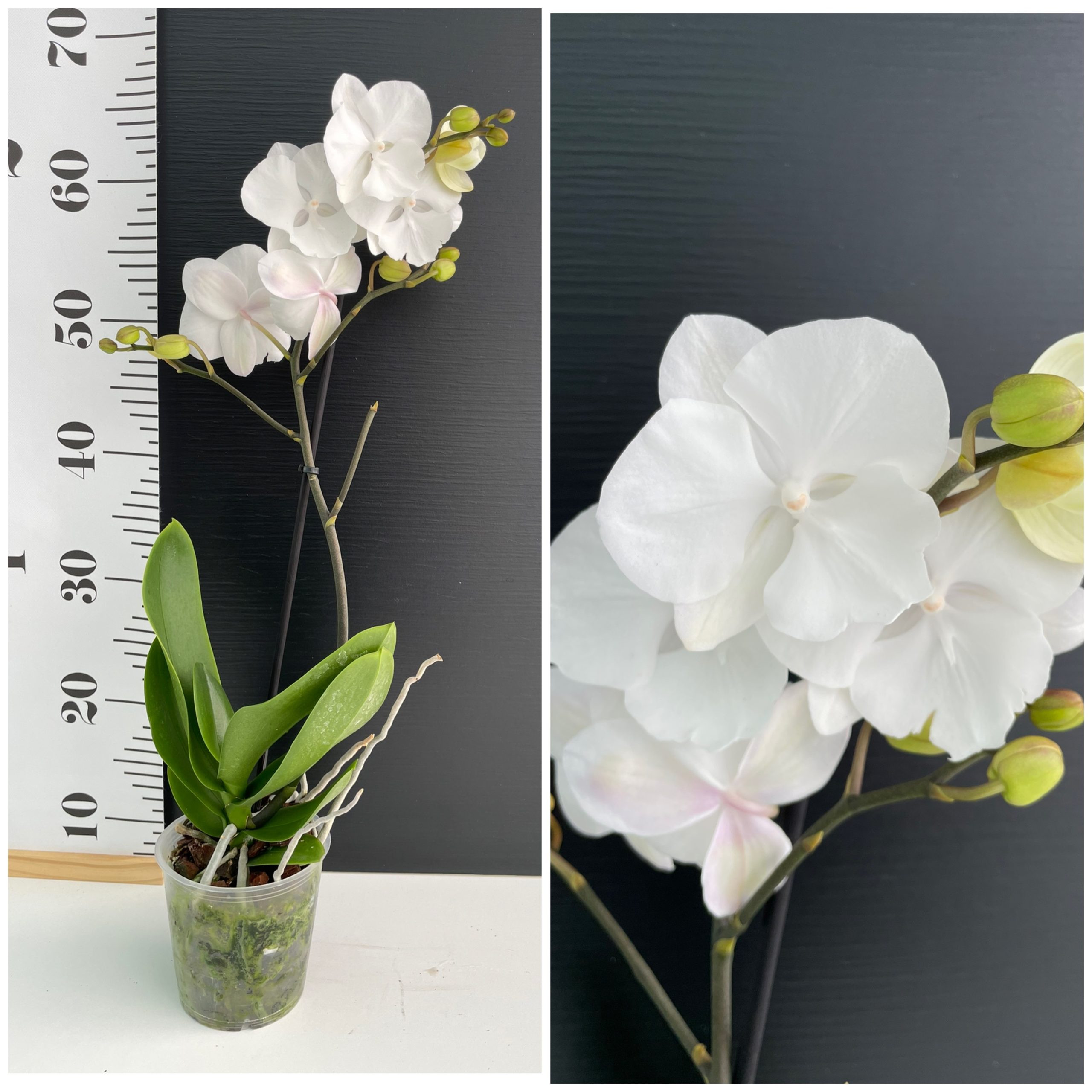 IMG_6995 Ορχιδέα Phalaenopsis White Big Lip - Image 1