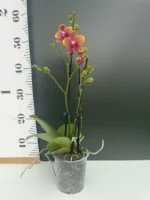 Ορχιδέα Phalaenopsis - Bolgheri - Image 2