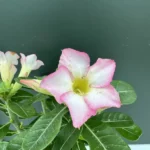 Adenium Obesum Pink