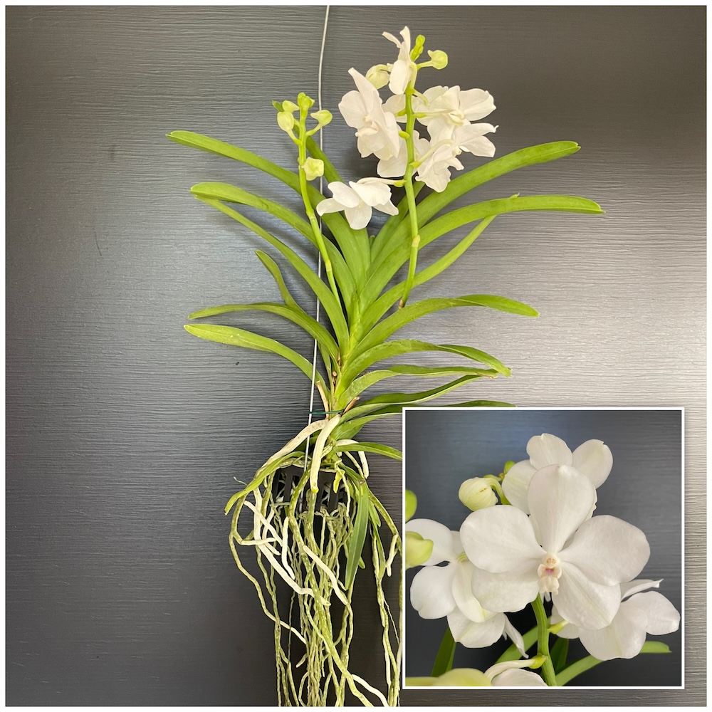IMG_6406 Orchid Vanda white - Image 1