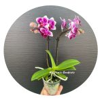 Ορχιδέα Phalaenopsis Mini Nikki