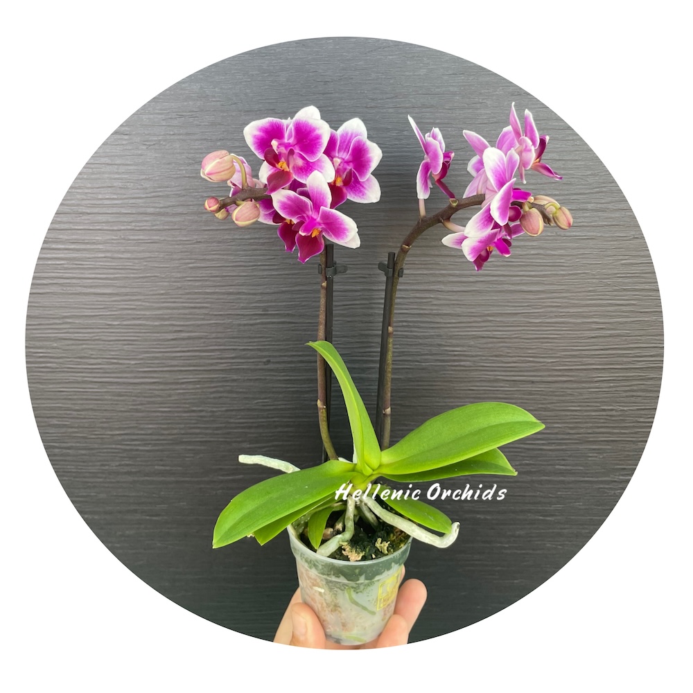 IMG_6707 Ορχιδέα Phalaenopsis Mini Nikki - Image 1