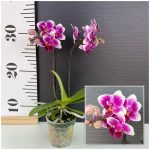 Ορχιδέα Phalaenopsis Mini Nikki - Image 2