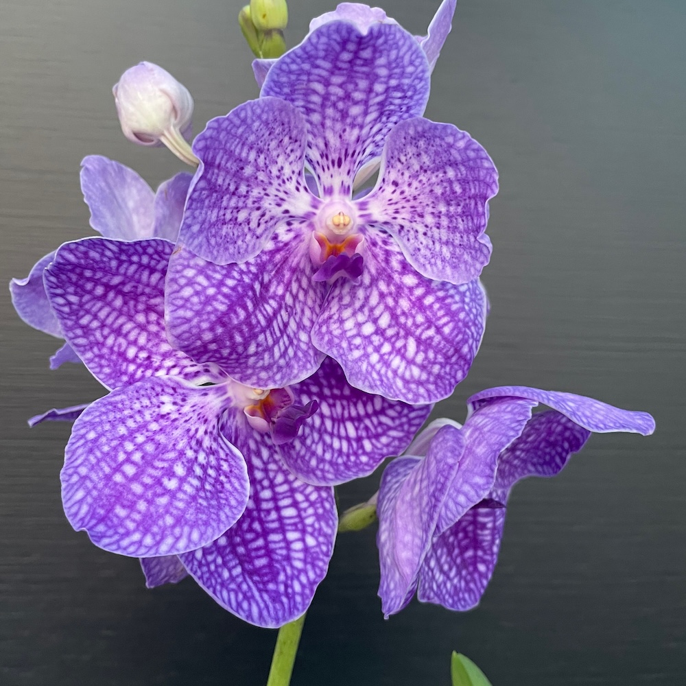 IMG_6720 Orchid Vanda Light Blue - Image 1