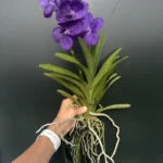 Vanda Blue