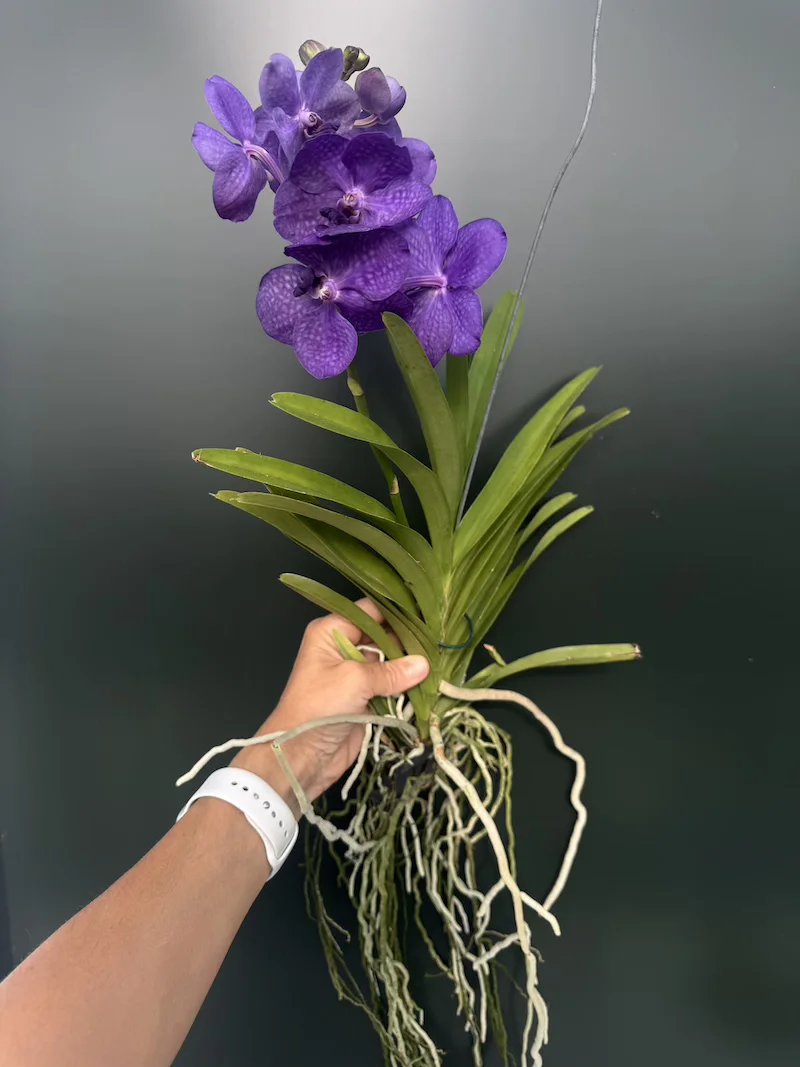 IMG_7730 Vanda Blue - Image 1