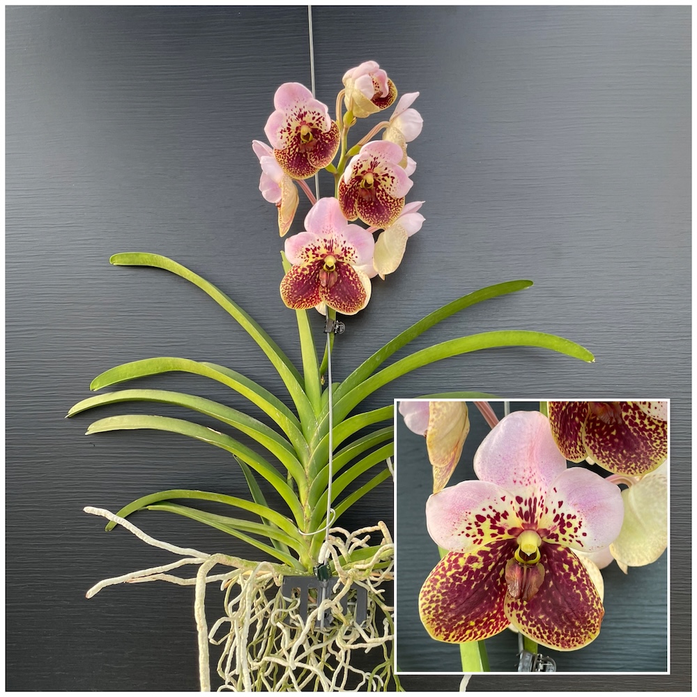 IMG_8617 Orchid Vanda - Image 1