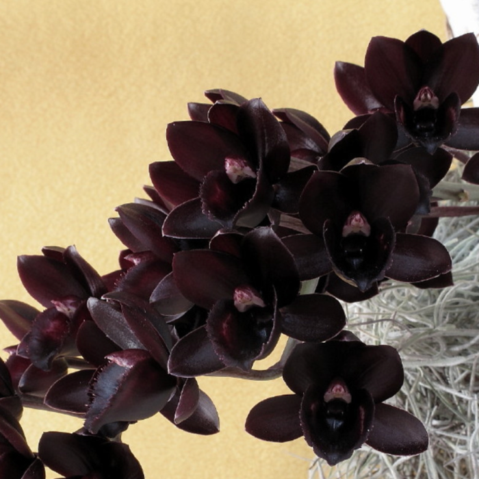 Fredclarkeara After Dark SVO Black Pearl FCCAOS Aroma • Ελληνικές Ορχιδέες • Μοναδικές ορχιδέες με στυλ και αρώματα!
