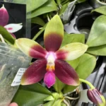 Ορχιδέα Phal. (CTL Ambo Tetralacea × Germaine Vincent  var. blue ) '1782' Aroma