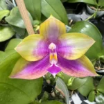 Ορχιδέα Phal. Miki Sabina 590 Aroma