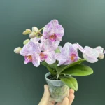 Phalaenopsis Mini Amorosso Merlini