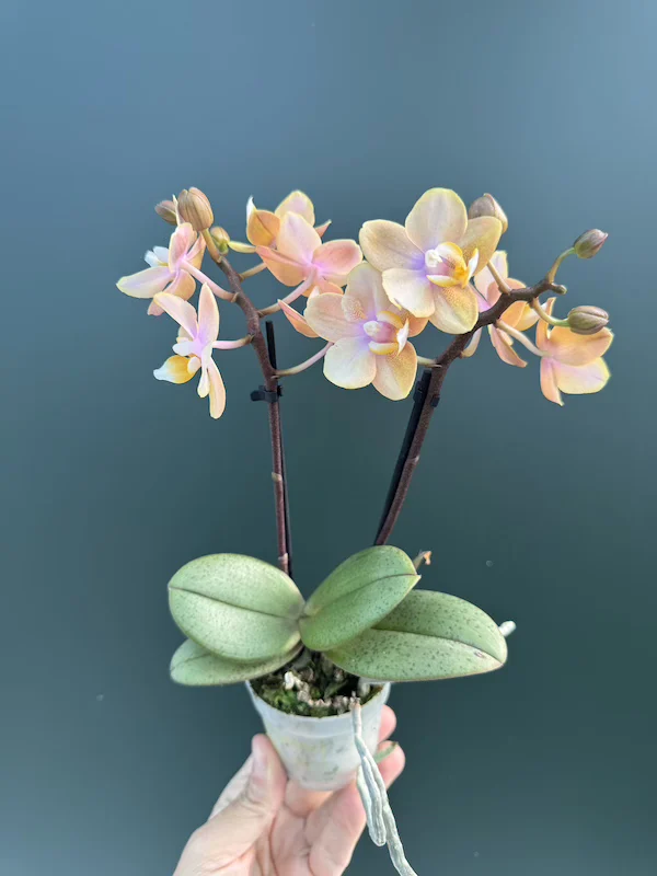 IMG_3361 IMG 3361 • Ελληνικές Ορχιδέες • Μοναδικές ορχιδέες με στυλ και αρώματα!