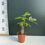 Pachira aquatica 9cm