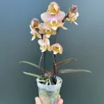 Ορχιδέα Phalaenopsis Mini Honey