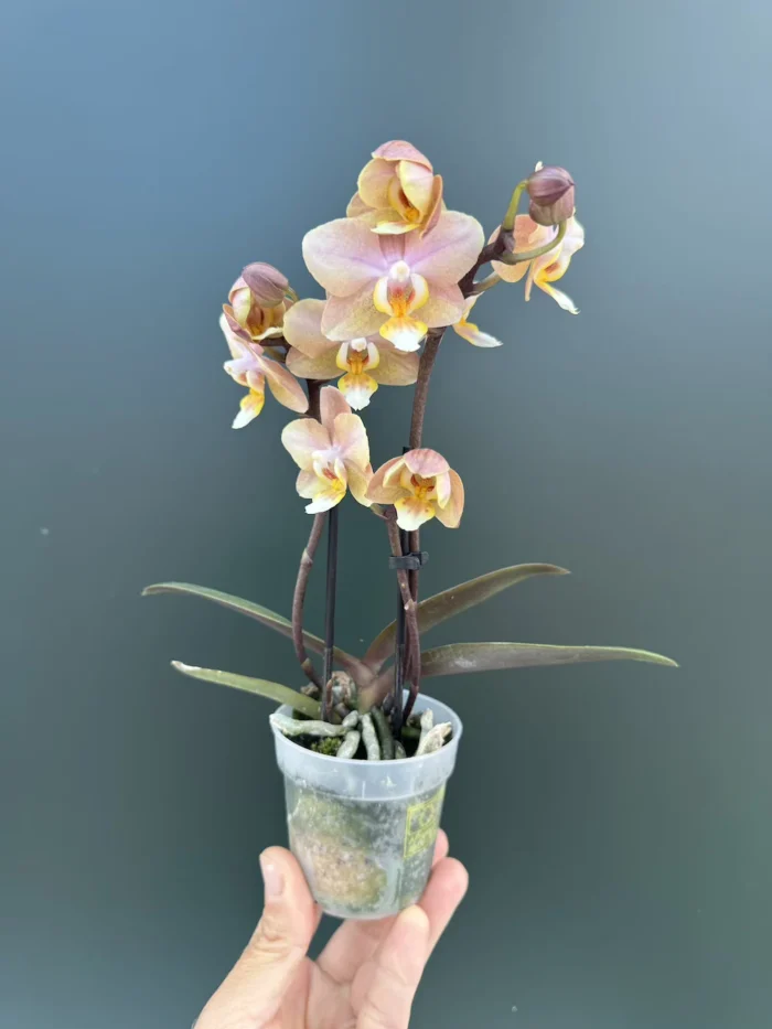 Ορχιδέα Phalaenopsis Mini Honey - Image 1