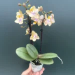 Ορχιδέα Phalaenopsis Mini Honey
