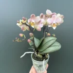 Ορχιδέα Phalaenopsis Mini Honey