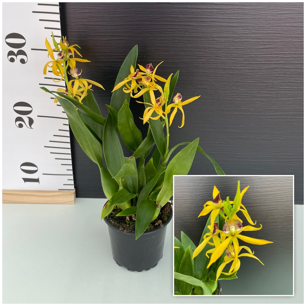 IMG_6704 Orchid Encyclia vitellina x cochleata - Image 1