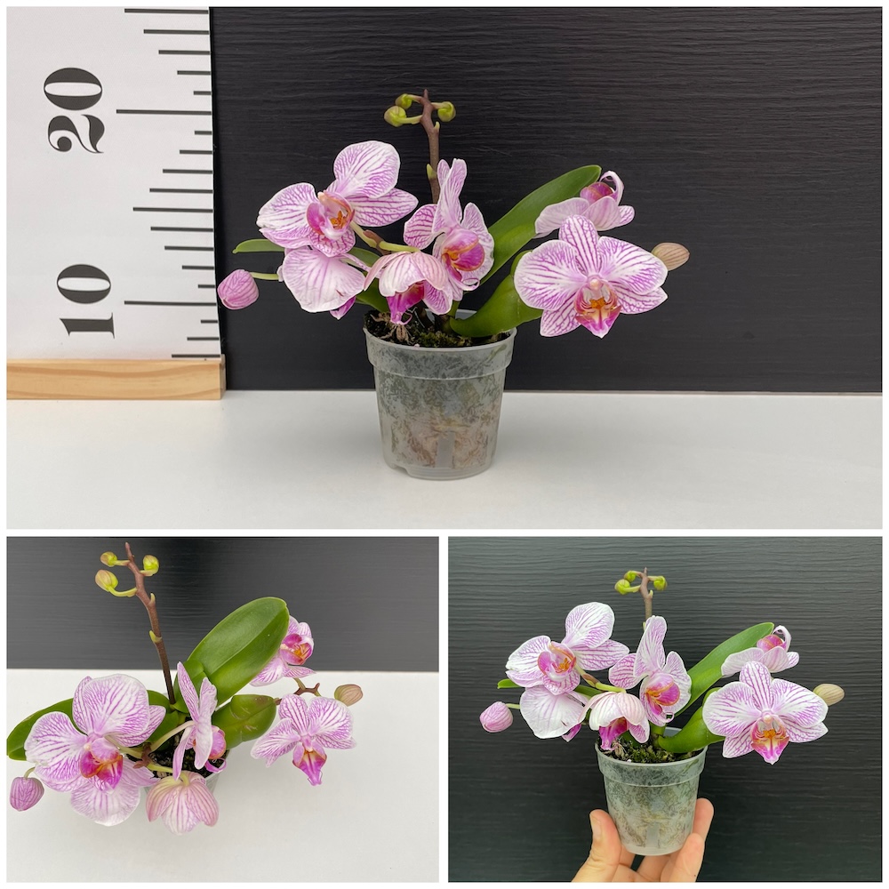 IMG_6853 Orchid Phalaenopsis Candy Mini - Image 1