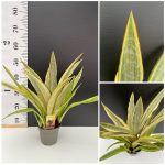 Sansevieria Yellowstone
