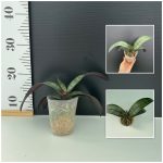 Ορχιδέα Phal. Schilleriana × Sib Aroma 'BIG SIZE'