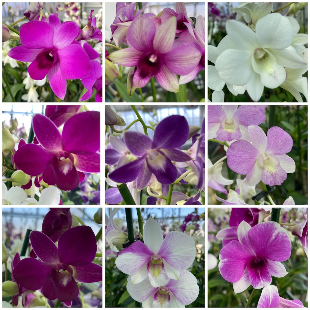 IMG_7173 Orchid Dendrobium Bigibbum mix colors - Image 1