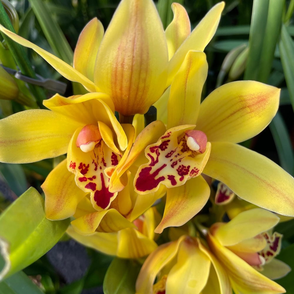 IMG_8110 Ορχιδέα Cymbidium Dark Yellow - Image 1