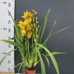 Ορχιδέα Cymbidium Dark Yellow - Image 2