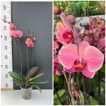 Ορχιδέα Phalaenopsis Peaches - Image 2