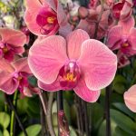 Ορχιδέα Phalaenopsis Peaches
